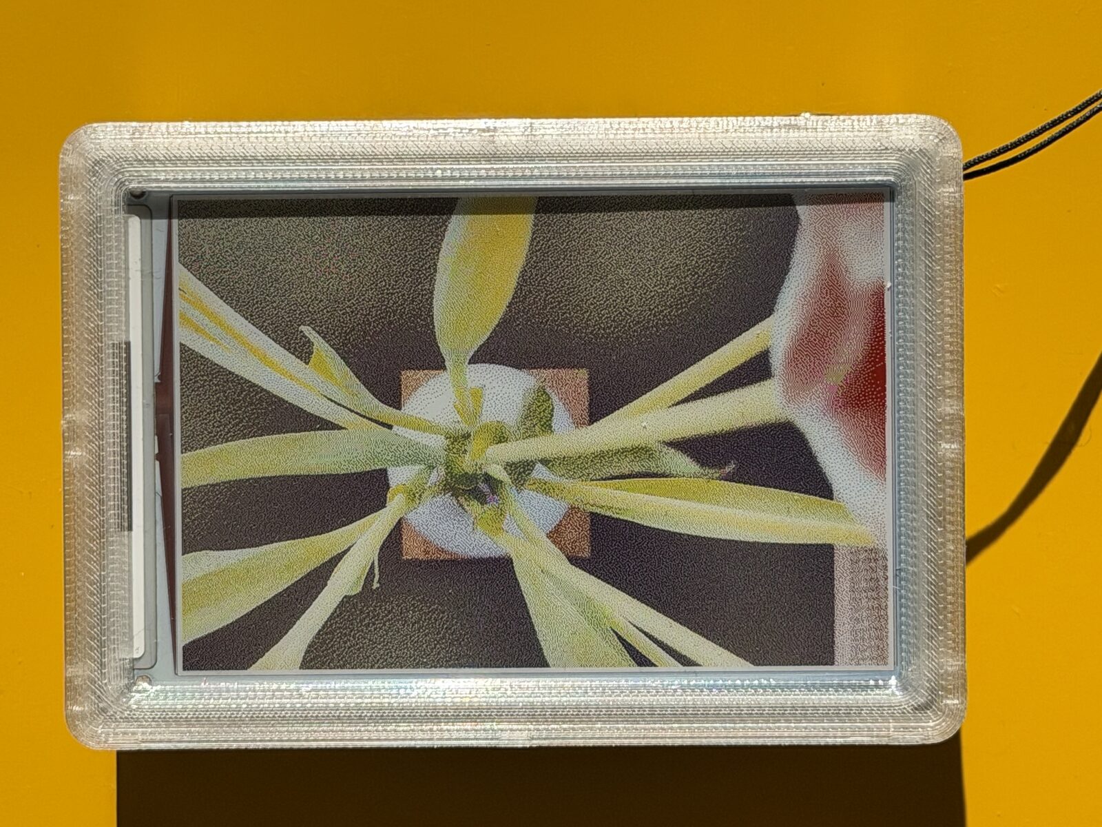 reFrame displaying a flower against yellow, by Marco Galloway